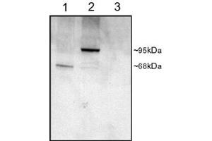 Western blot testing of COS cell lysates with PDE4D antibody at 1ug/ml: 1) transfected with human PDE4D1 (~91kDa), 2) transfected with human PDE4D3 (~85kDa), 3) untransfected. (PDE4D anticorps)