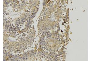 ABIN6277808 at 1/100 staining Mouse testis tissue by IHC-P. (PLIN1 anticorps  (C-Term))