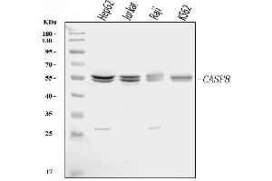 Western blot analysis of Caspase-8/CASP8 using anti-Caspase-8/CASP8 antibody (ABIN7600658).