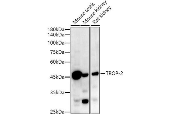 TACSTD2 anticorps