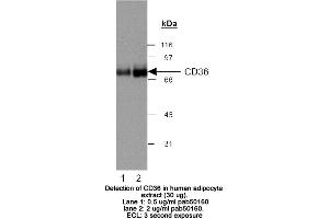 Image no. 2 for anti-CD36 (CD36) (AA 100-200) antibody (ABIN363469) (CD36 anticorps  (AA 100-200))