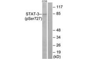 Western Blotting (WB) image for anti-Signal Transducer and Activator of Transcription 3 (Acute-Phase Response Factor) (STAT3) (pSer727) antibody (ABIN2888530) (STAT3 anticorps  (pSer727))