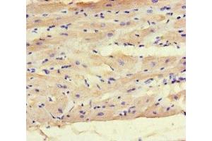 Immunohistochemistry of paraffin-embedded human heart tissue using ABIN7165797 at dilution of 1:100 (MAX anticorps  (AA 1-58))