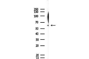 anti-Misato Homolog 1 (MSTO1) antibody