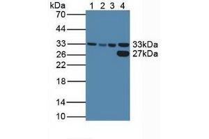 Western blot analysis of (1) Human HeLa cells, (2) Human HepG2 Cells, (3) Human K562 Cells and (4) Porcine Liver Tissue.