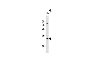 Anti- HBE1 Antibody (Center) at 1:1000 dilution + NCCIT whole cell lysate Lysates/proteins at 20 μg per lane. (Hemoglobin, epsilon 1 (HBe1) (AA 55-83) anticorps)