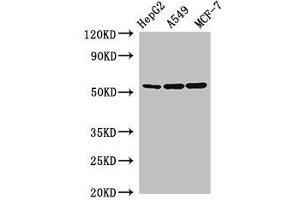 Western Blot Positive WB detected in: HepG2 whole cell lysate, A549 whole cell lysate, MCF-7 whole cell lysate All lanes: SLC24A5 antibody at 2. (SLC24A5 anticorps  (AA 240-298))