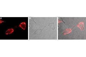 Expression of EAAT2 in human U-87 MG cells - Cell surface detection of EAAT2 in live intact human U-87 MG glioblastoma cells.