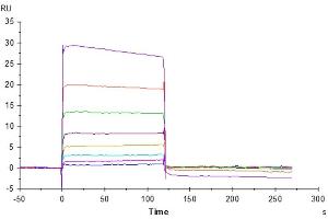 Human TIGIT, hFc Tag captured on CM5 Chip via Protein A can bind Biotinylated Human Nectin-2, His-Avi Tag with an affinity constant of 1.