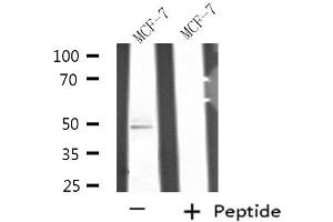 Western blot analysis of extracts from MCF-7 cell using SEPT7 antibody. (Septin 7 anticorps  (C-Term))