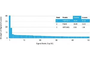 Analysis of Protein Array containing more than 19,000 full-length human proteins using CD269 Mouse Monoclonal Antibody (ZSCAN29/2610) Z- and S- Score: The Z-score represents the strength of a signal that a monoclonal antibody (MAb) (in combination with a fluorescently-tagged anti-IgG secondary antibody) produces when binding to a particular protein on the HuProtTM array. (ZSCAN29 anticorps)