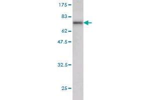 Western Blot detection against Immunogen (65.