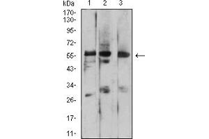Western blot analysis using PSAP mouse mAb against HEK293 (1), C6 (2), and HT1080 (3) cell lysate.