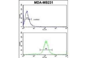 TSHB Antibody (Center) (ABIN652558 and ABIN2842375) flow cytometric analysis of MDA-M cells (bottom histogram) compared to a negative control cell (top histogram).