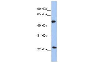 Western Blotting (WB) image for anti-Protein O-Fucosyltransferase 2 (POFUT2) antibody (ABIN2458965)