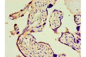 Immunohistochemistry of paraffin-embedded human placenta tissue using ABIN7148789 at dilution of 1:100 (ATF3 anticorps  (AA 1-181))