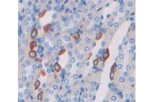 IHC-P analysis of Mouse Tissue, with DAB staining. (Vangl1 anticorps  (AA 229-476))