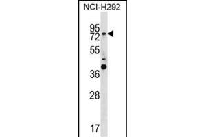GTPBP1 Antibody (C-term) (ABIN1537482 and ABIN2850291) western blot analysis in NCI- cell line lysates (35 μg/lane). (GTPBP1 anticorps  (C-Term))