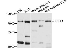 Western blot analysis of extracts of various cell lines, using NELL1 antibody (ABIN5998322) at 1/1000 dilution. (NELL1 anticorps)