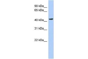 WB Suggested Anti-MYC Antibody Titration: 0. (c-MYC anticorps  (N-Term))