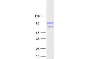 Validation with Western Blot (TCP11L2 Protein (Myc-DYKDDDDK Tag))