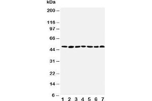 Western blot testing of CtBP1 antibody and Lane 1:  rat brain;  2: rat testis;  3: rat ovary;  4: U87;  5: SW620;  6: HT1080;  7: COLO320 cell lysate (CTBP1 anticorps  (AA 425-440))