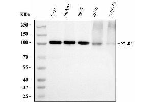 Western blot analysis of MCM6 using anti-MCM6 antibody (ABIN7600037). (MCM6 anticorps  (AA 14-821))