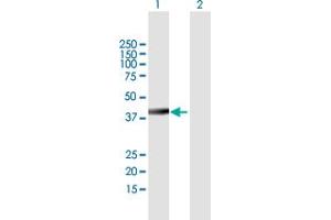 Western Blot analysis of SEPT2 expression in transfected 293T cell line by SEPT2 MaxPab polyclonal antibody.