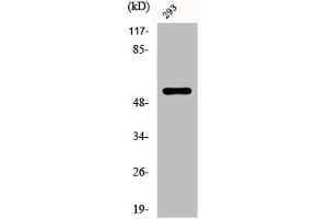 Western Blot analysis of 293 cells using Phospho-Synaptotagmin 1/2 (T202/199) Polyclonal Antibody (SYT1/SYT2 (pThr199), (pThr202) anticorps)
