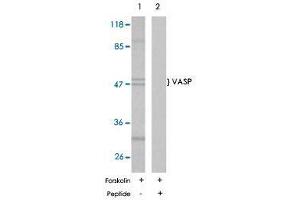 Western blot analysis of extract from NIH/3T3 cells using VASP polyclonal antibody  . (VASP anticorps)