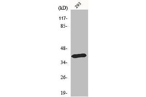 Western Blot analysis of HepG2 cells using MEL-1B-R Polyclonal Antibody (Melatonin Receptor 1B anticorps  (C-Term))