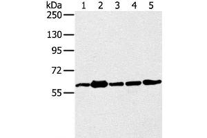 Western Blot analysis of 231, Jurkat, A549, hela and 293T cell using TRIM45 Polyclonal Antibody at dilution of 1:400 (TRIM45 anticorps)