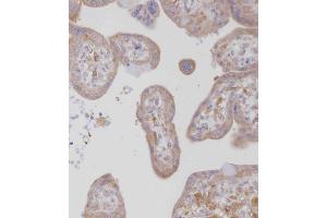 Immunohistochemical analysis of B on paraffin-embedded Human placenta tissue.