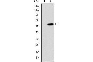 Western blot analysis using MAP3K2 mAb against HEK293 (1) and MAP3K2(AA: 148-359)--hIgGFc transfected HEK293 (2) cell lysate.
