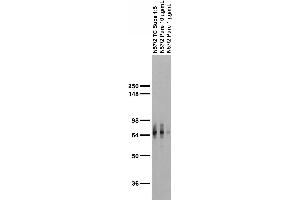 Adult rat brain membrane immunoblot.