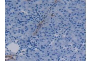 Detection of APOC4 in Mouse Kidney Tissue using Polyclonal Antibody to Apolipoprotein C4 (APOC4)