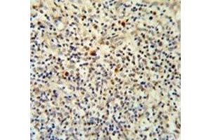 FLI1 antibody IHC analysis in formalin fixed and paraffin embedded human tonsil tissue. (FLI1 anticorps  (AA 52-80))