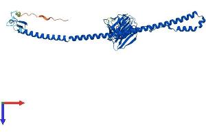 AlphaFold protein structure predicition of Human Recombinant BSPRY Protein, UniprotID Q5W0U4
