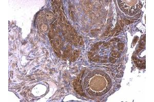 IHC-P Image GNAQ antibody detects GNAQ protein at cytosol on mouse ovary by immunohistochemical analysis.
