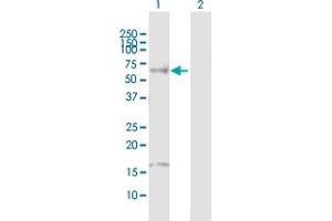 Western Blot analysis of HNF4A expression in transfected 293T cell line by HNF4A MaxPab polyclonal antibody.