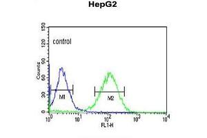 ZNF202 Antibody (Center) flow cytometric analysis of HepG2 cells (right histogram) compared to a negative control cell (left histogram). (ZNF202 anticorps  (Middle Region))