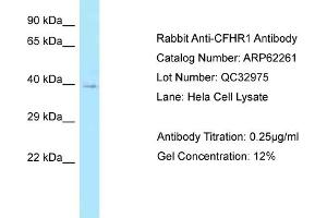 Western Blotting (WB) image for anti-Complement Factor H-Related 1 (CFHR1) (N-Term) antibody (ABIN2774339)