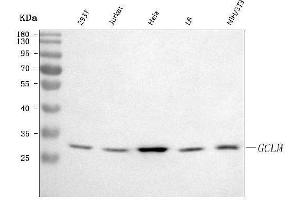 Western blot analysis of GCLM using anti-GCLM antibody (ABIN7601616).