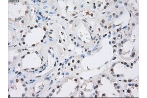 Immunohistochemistry (IHC) image for anti-Fc Fragment of IgG, Low Affinity IIa, Receptor (CD32) (FCGR2A) antibody (ABIN1497262) (FCGR2A anticorps)