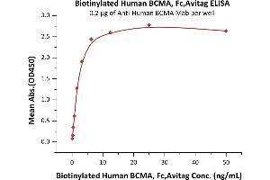 Immobilized A BCMA Mab at 2 μg/mL (100 μL/well) can bind Biotinylated Human BCMA, Fc,Avitag (ABIN3137676,ABIN4369373) with a linear range of 0. (BCMA Protein (AA 1-54) (Fc Tag,AVI tag,Biotin))