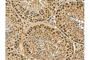 ABIN7094357 and ABIN7098404 at 1/100 staining Mouse testis tissue by IHC-P. (MGAT4C anticorps  (Internal Region))