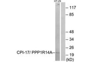 Western blot analysis of extracts from HT-29 cells, using CPI17 alpha (Ab-38) Antibody.