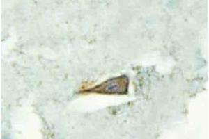 Immunohistochemistry analysis of SR-4 Antibody in paraffin-embedded human brain tissue. (Serotonin Receptor 4 anticorps)