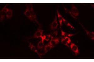 ABIN6274610 staining RAW264. (Cell Adhesion Molecule 4 anticorps  (C-Term))