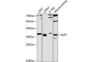 Western blot analysis of extracts of various cell lines, using KLF7 antibody (ABIN6130893, ABIN6142925, ABIN6142926 and ABIN6224822) at 1:3000 dilution. (KLF7 anticorps  (AA 51-230))